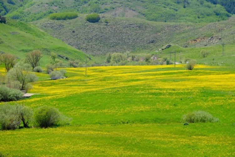 Gümüşhane'de 'Sarıçiçek Köyü' görkemli doğasıyla büyüledi