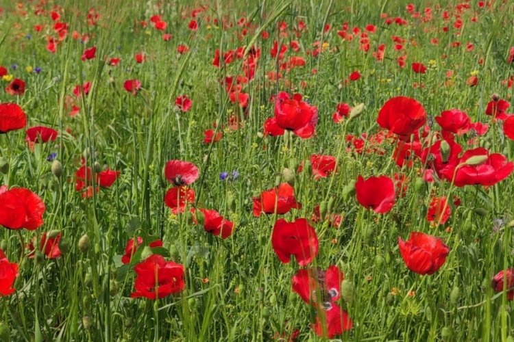 Van'da 'Gelincik tarlası' muhteşem görüntülere sahne oldu