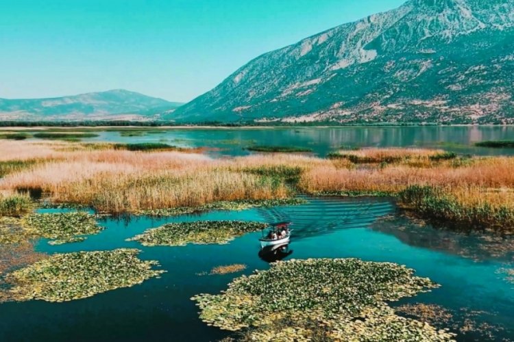 Denizli'de 'Nilüfer tarlası' gökkuşağını aratmadı