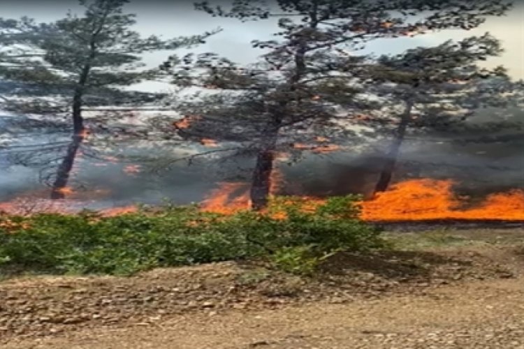 Bursa'da orman yangınına savcılık soruşturması