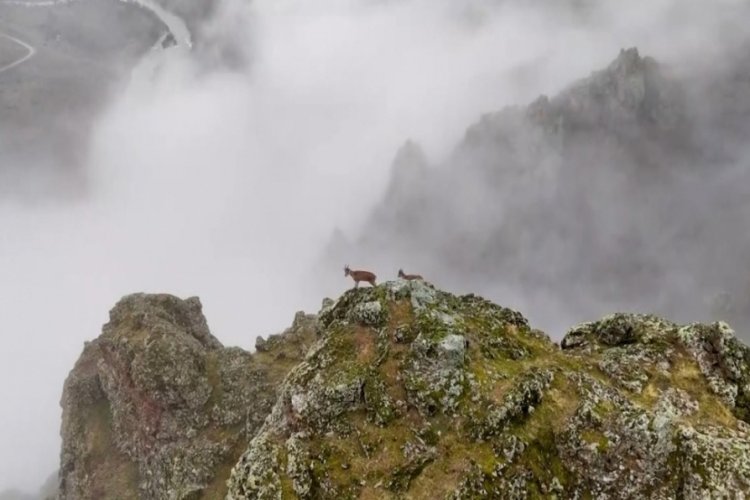 Erzincan 'dağ keçilerinden' belgesel filmlerini aratmayan sahneler