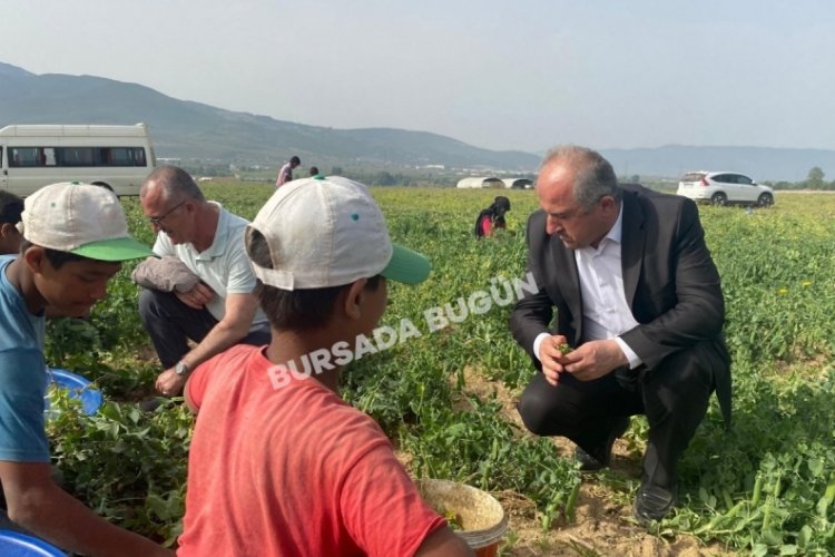 Bursa'da tarlalarda &ccedil;alışan mevsimlik iş&ccedil;i &ccedil;ocuklar i&ccedil;in eğitim kararı!