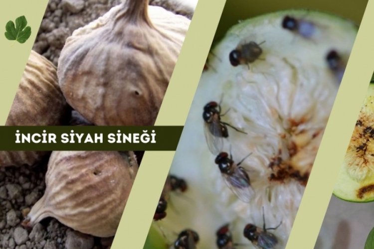 Aydın'da kritik uyarı olan siyah sineğe dikkat!