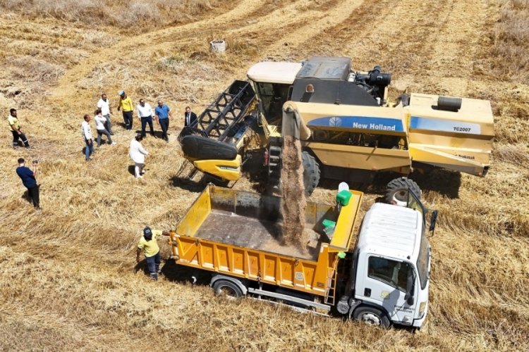 Mersin'de Yerli tohum buğday hasadı yapıldı