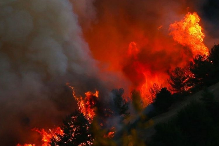 &Ccedil;anakkale'de ormanlık alanda yangın