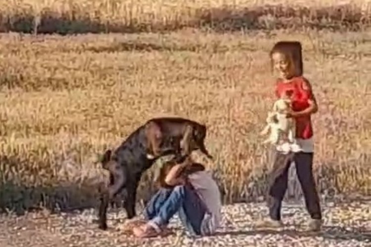 Elazığ'da oğlağın &ccedil;ocuklara sevgi g&ouml;sterisi duygulandırdı