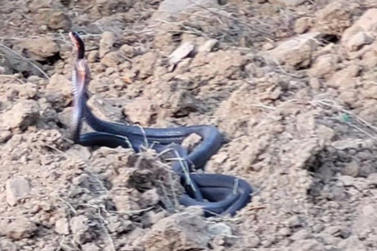 Adana'da dans eden yılanlar g&ouml;renleri şaşkına &ccedil;evirdi!