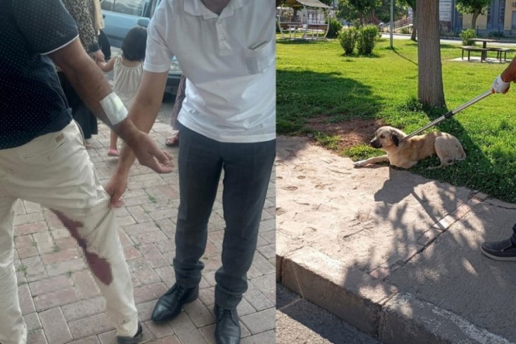 Şanlıurfa'da kuduz alarmı