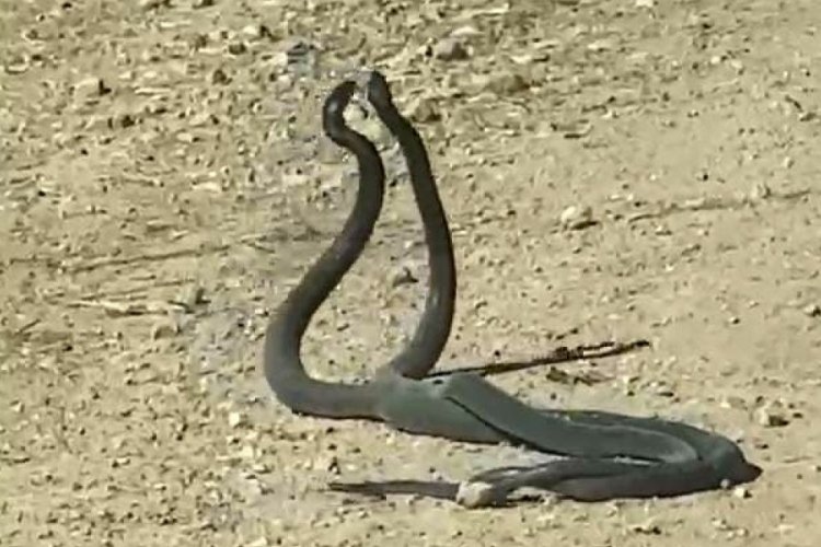 Şanlıurfa'da dev yılanların &ccedil;iftleşme dansları anbean kamerada