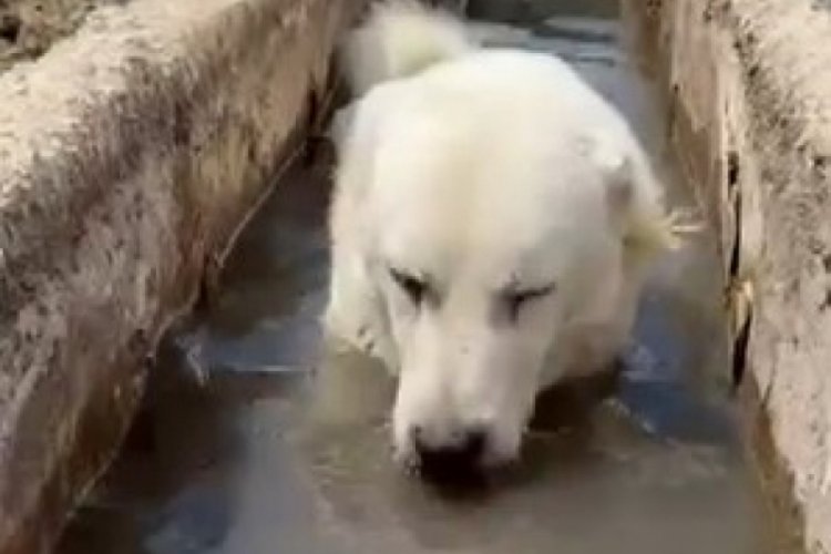 &Ccedil;ankırı'da sıcaktan bunalan k&ouml;pek y&uuml;zerek serinledi