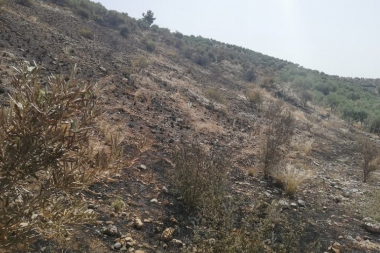 Aydın'da yangından etkilenen bazı yerler afet b&ouml;lgesi ilan edildi
