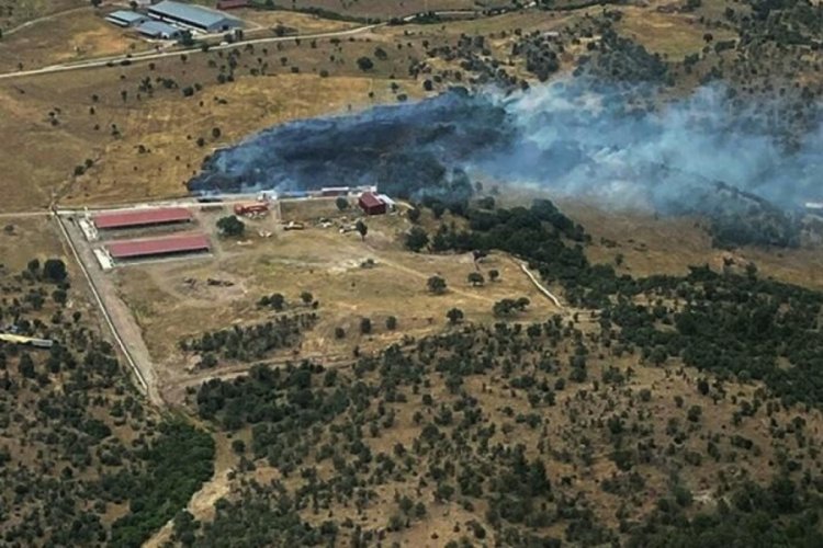 Balıkesir'de orman yangını!