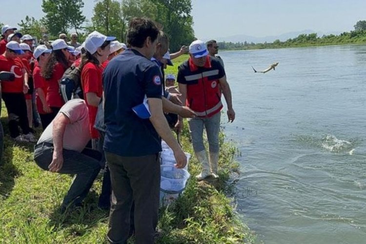 5 bin adet Mersin balığı yavrusu Yeşilırmak Nehri'ne bırakıldı
