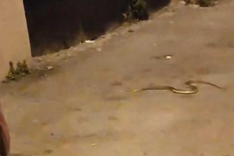 Bursa'da yılan g&ouml;ren vatandaşlar o anları kaydetti