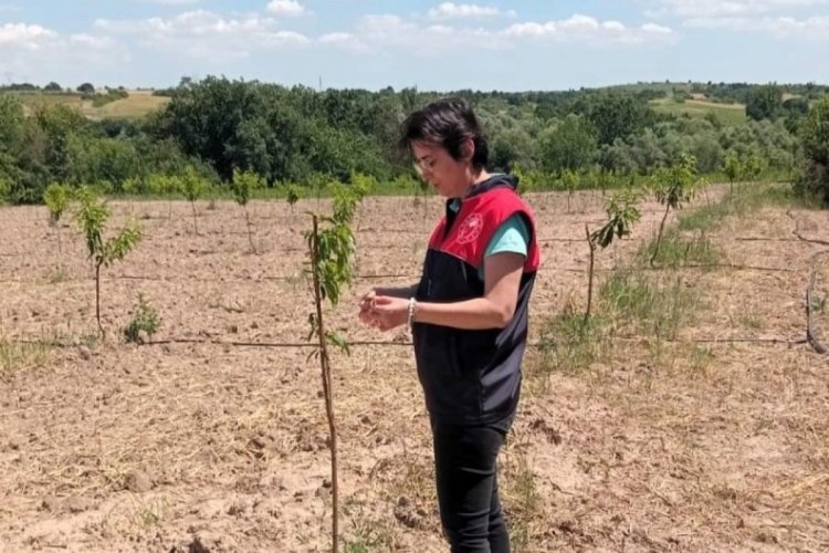 Kırklareli'nde şeftali bahçeleri titizlikle incelendi