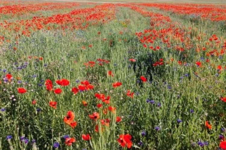 Bitlis'te gelincik çiçekleri mest etti