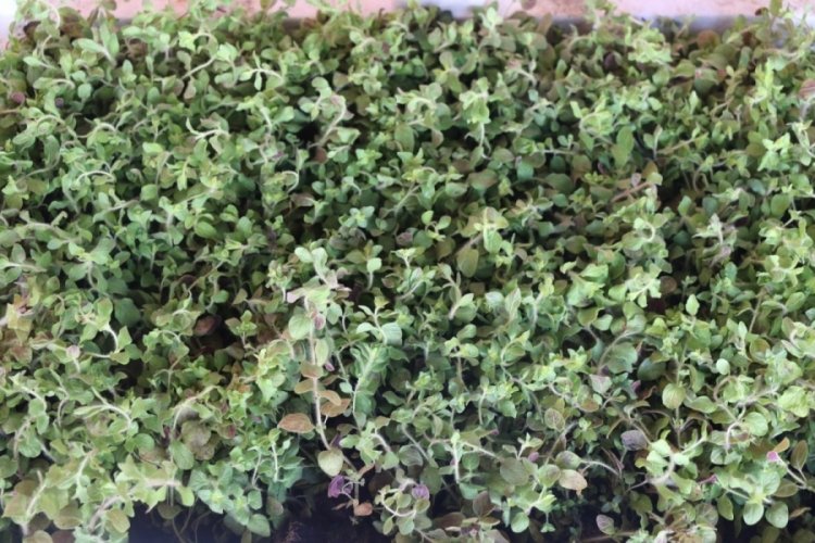 Elazığ'da 30 bin kekik fidesi &uuml;reticinin y&uuml;z&uuml;n&uuml; g&uuml;l&uuml;msetti