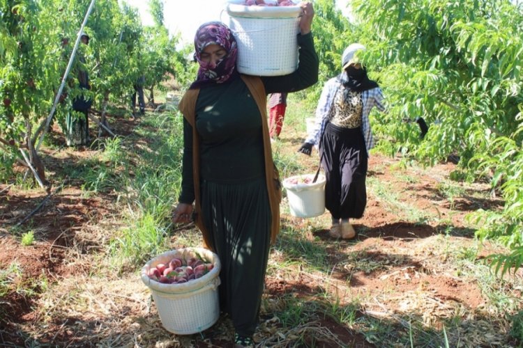 Yassı şeftali iş&ccedil;isinin g&uuml;nl&uuml;k yevmiyesi belli oldu