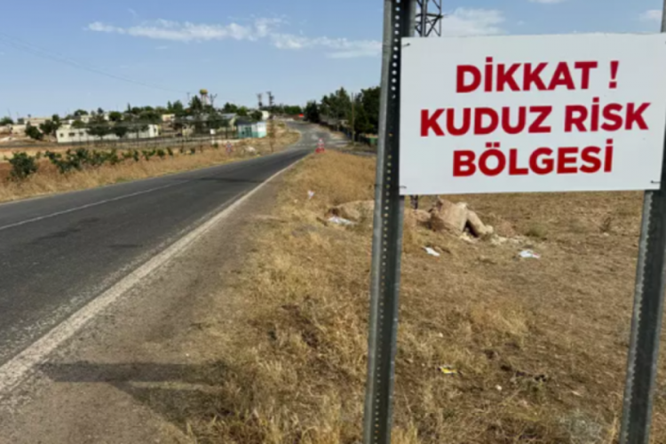 Ankara Valiliği kuduz k&ouml;peklerle ilgili teyakkuza ge&ccedil;ti