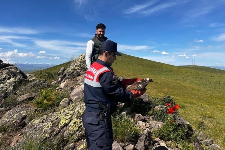 Ağrı'da tedavi edilen şahin doğaya bırakıldı