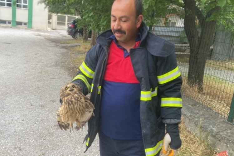 Erzincan'da ekipler baykuş için seferber oldu