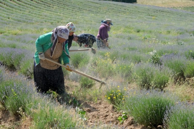 Kırklareli'nde lavantalar turizm sezonuna hazırlanıyor