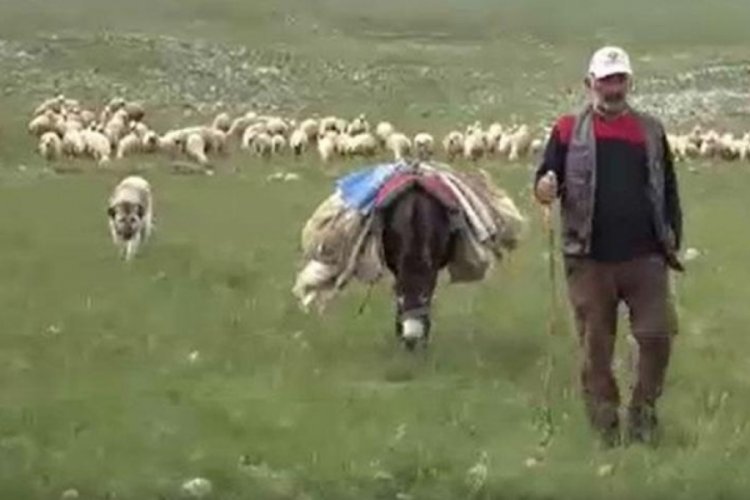 Sivas'ta K&ouml;yl&uuml;ler 40 bin TL maaşla &ccedil;oban bulamıyor