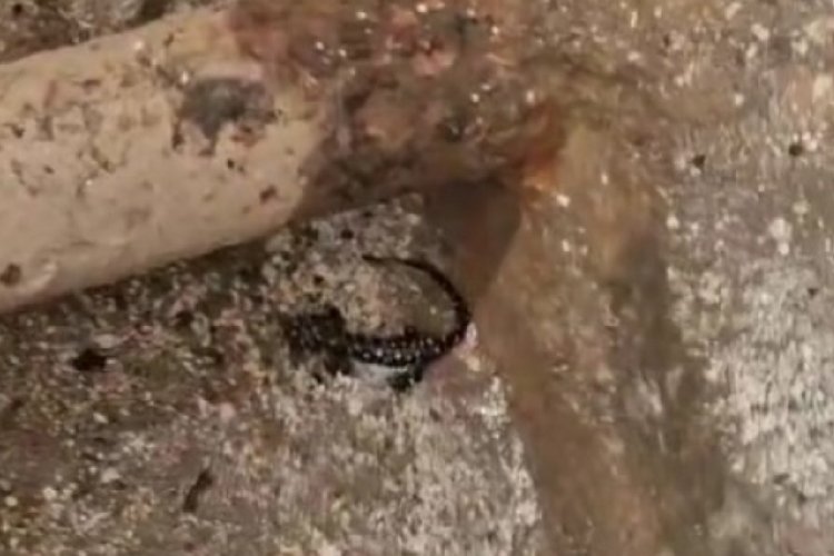 Elazığ'da  Envanter İzleme projesi hayata ge&ccedil;irildi
