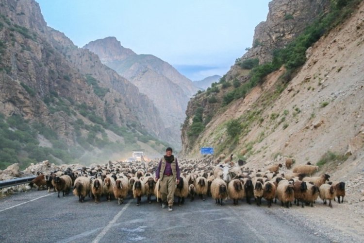 10 bin hayvanla, 40 gündür yürüyorlar