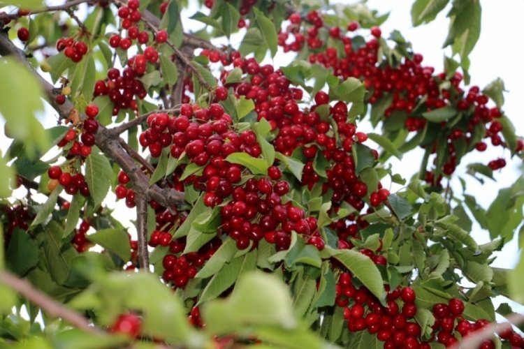 Erzincan'da kiraz hasadı üreticinin yüzünü güldürdü