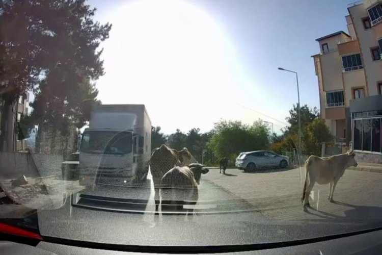 Bursa'da ka&ccedil;mayı başaran 4 dana, Bursa caddelerini birbirine kattı