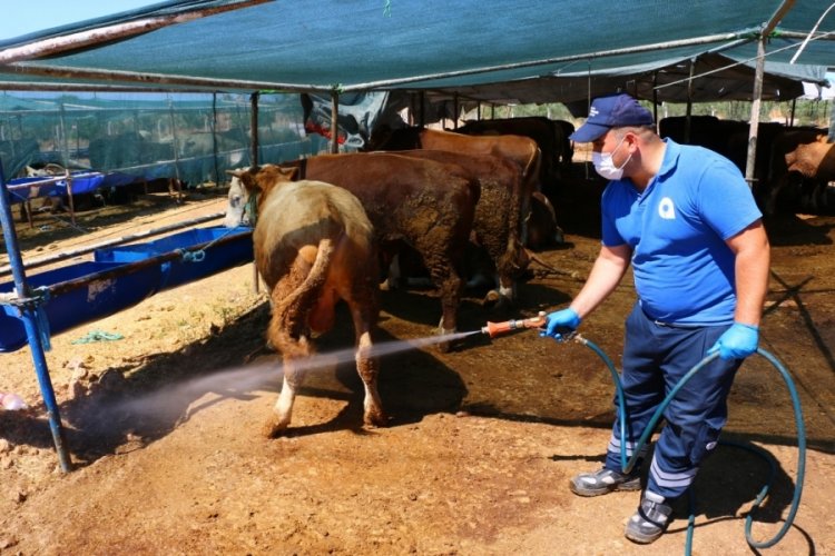 Antalya'da kurban pazar yerleri ilaçlanıyor