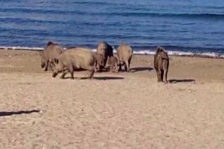 Aydın'da domuz s&uuml;r&uuml;s&uuml; sahil turu yaptı