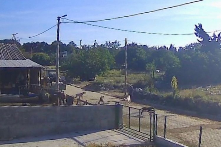 Bandırma'da başıboş k&ouml;pekler bir kadına saldırdı: Kadın &ccedil;ığlıklar i&ccedil;inde yerde kaldı