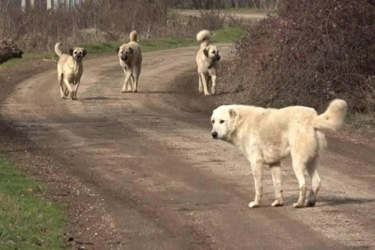 T&uuml;rkiye'de kuduz vakaları nedeniyle karantina uygulanan şehirler arasında Bursa da var