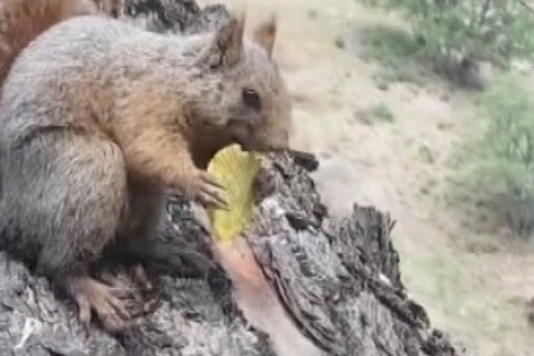 Tunceli'de sevimli sincabın cips yemesi! Kameralarda