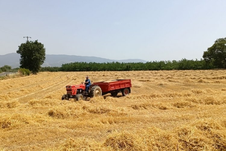 Bursa'da buğday ve arpa hasadı başladı!&nbsp;
