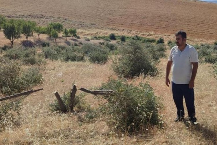 Şanlıurfa'da y&uuml;zlerce zeytin ağacı k&ouml;k&uuml;nden kesildi!
