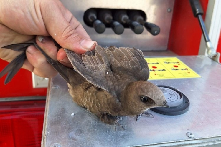 Bolu'da yavru kuşun imdadına itfaiye ekipleri yetişti