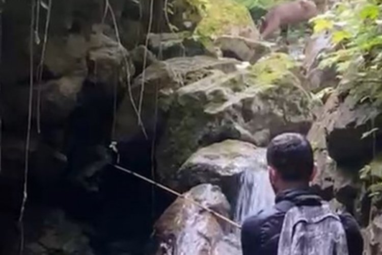 Ayıyı bağırarak ka&ccedil;ırdılar