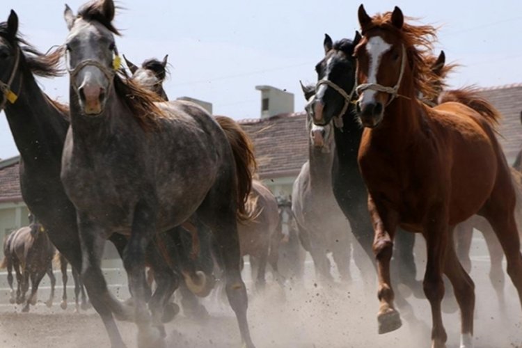 Bursa Karacabey'de 73 safkan Arap koşu tayı satılacak