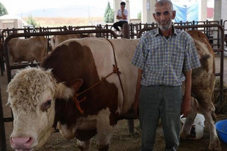 Kahramanmaraş'ta 900 kilogramlık tosun, 230 bin liraya satışta