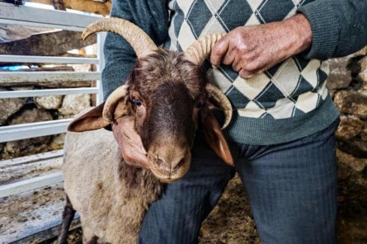 4 boynuzlu ko&ccedil; kurban edilebilir mi? "Alo Fetva 190" yanıtladı
