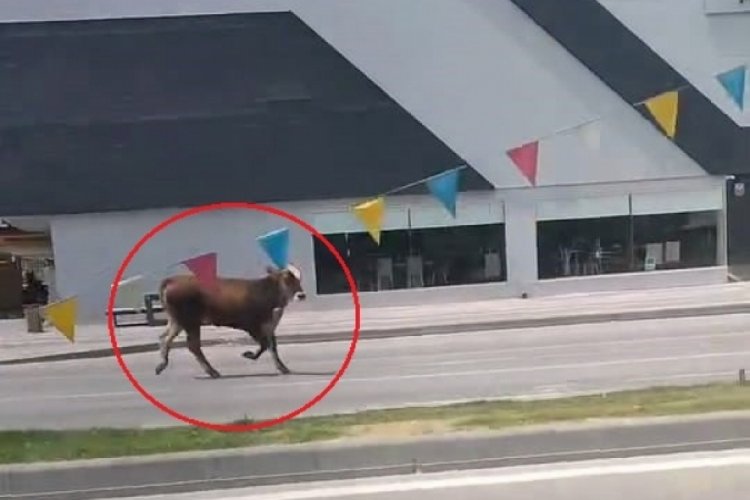 Bursa'da ka&ccedil;an kurbanlık inek, trafiği birbirine kattı