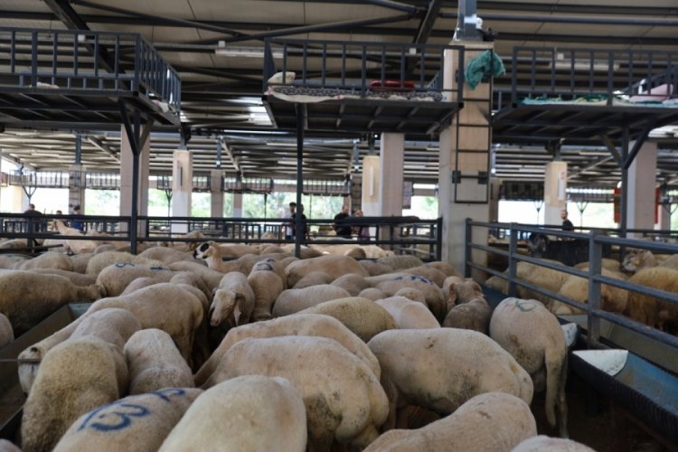 Bursa'da kurban pazarlarında sinekle m&uuml;cadele s&uuml;r&uuml;yor