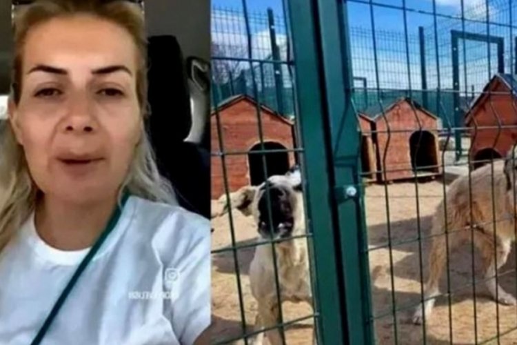 Hastalıklı k&ouml;pekleri Ankara'ya getiren Buket &Ouml;zg&uuml;nl&uuml; hakkında dava a&ccedil;ıldı