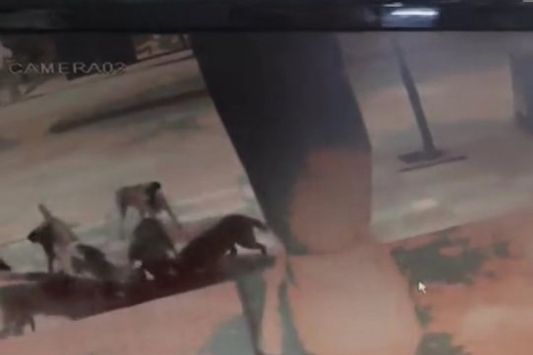 Elazığ'da başıboş sokak k&ouml;pekleri kediyi par&ccedil;aladı