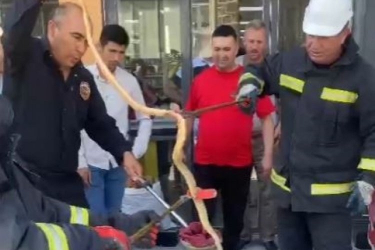 Konya'da yılan paniği