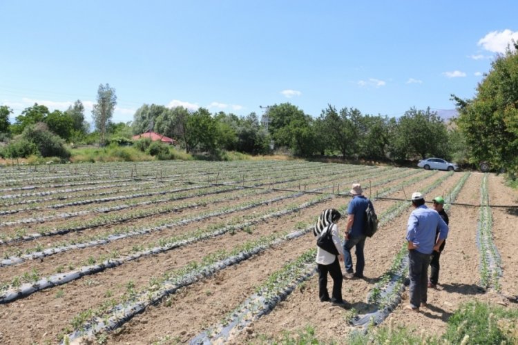 Erzincan'da (TAKE) proje kapsamındaki yerli biber takip ediliyor