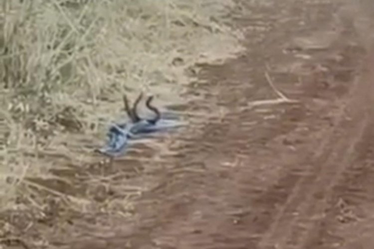 Şanlıurfa'da yılanların dansları g&ouml;renleri şaşkına &ccedil;evirdi